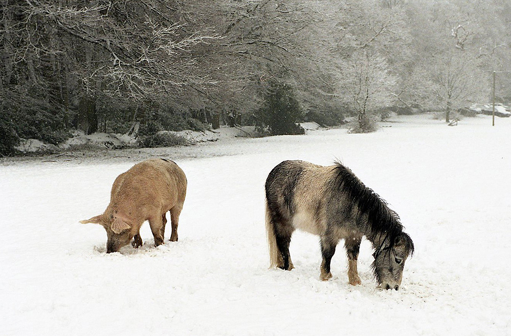Winter Pony and Pig in the Snow, Nomansland
